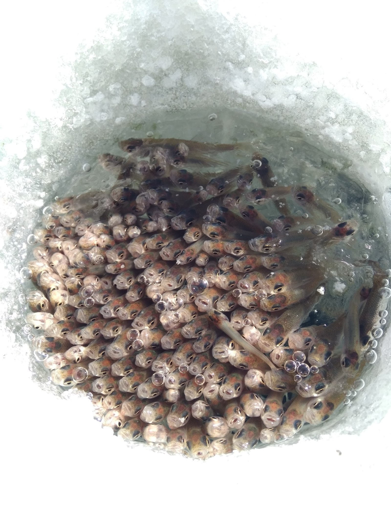 1600x2133, 522 Kb / рыбы, полынья, лёд, косяк