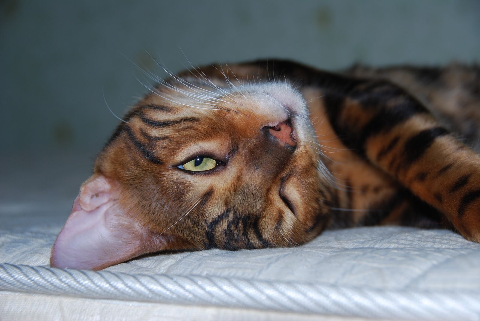 1600x1071, 233 Kb / бенгальский кот, Бонифаций