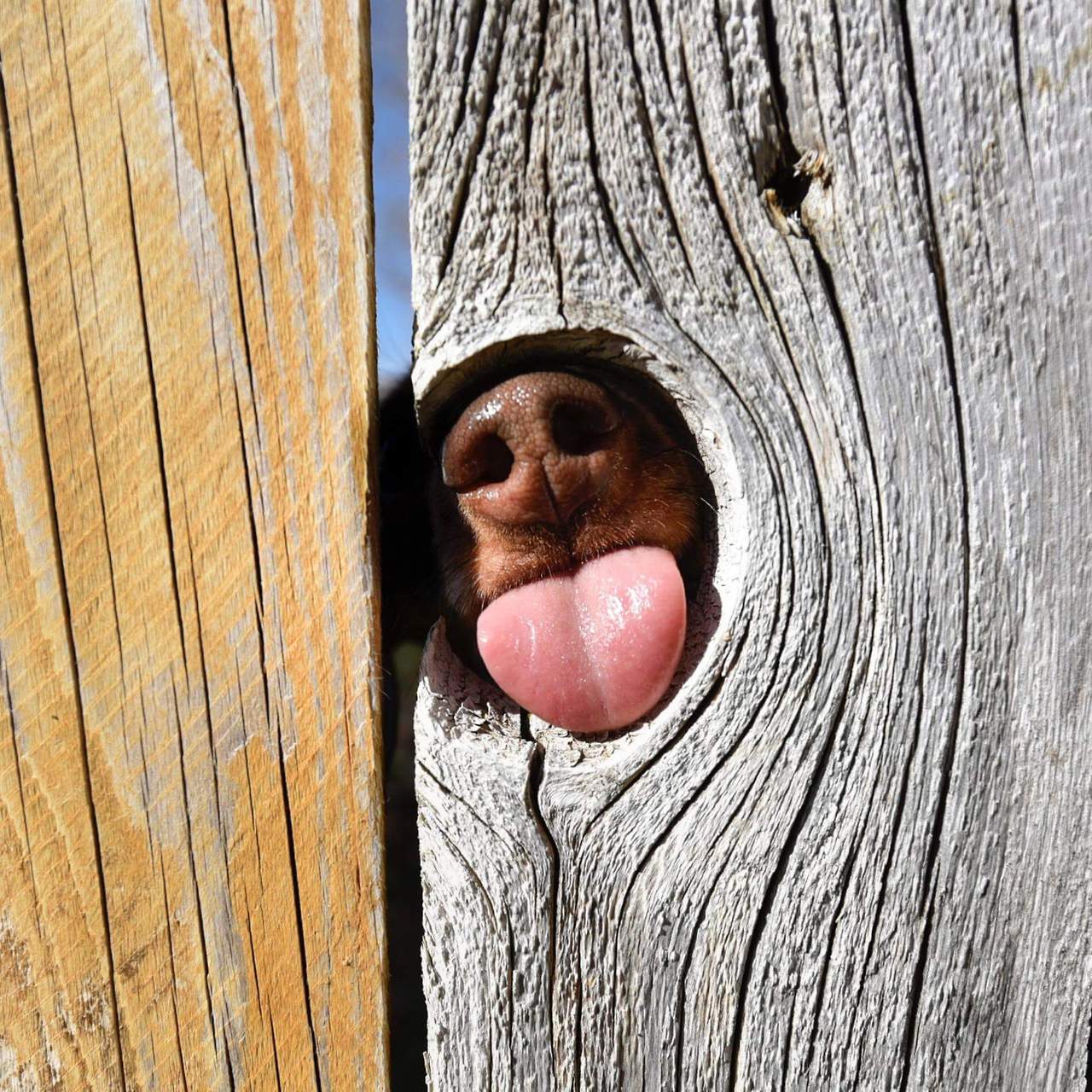 1280x1280, 297 Kb / забор, дырка, нос, язык, собака