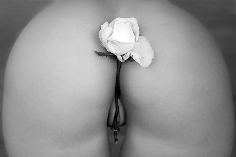 800x532, 125 Kb / цветочек, роза, пирсинг, ч/б