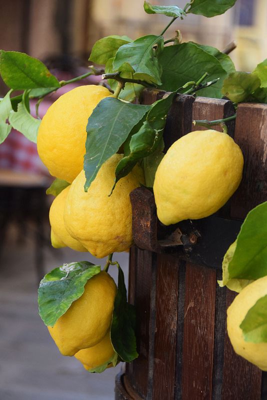 534x800, 61 Kb / лимноны