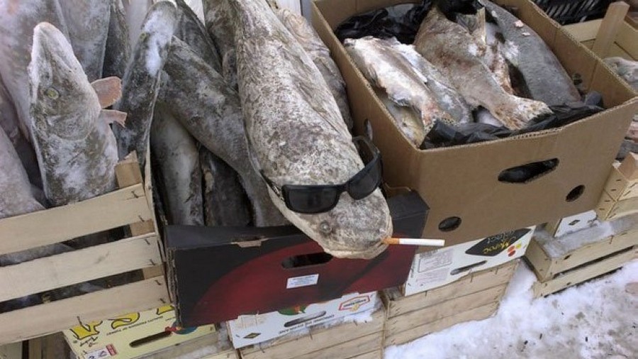 900x506, 125 Kb / рыба, очки, сигарета