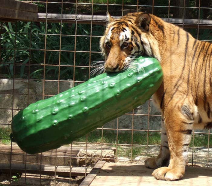 700x613, 72 Kb / тигр, огурец