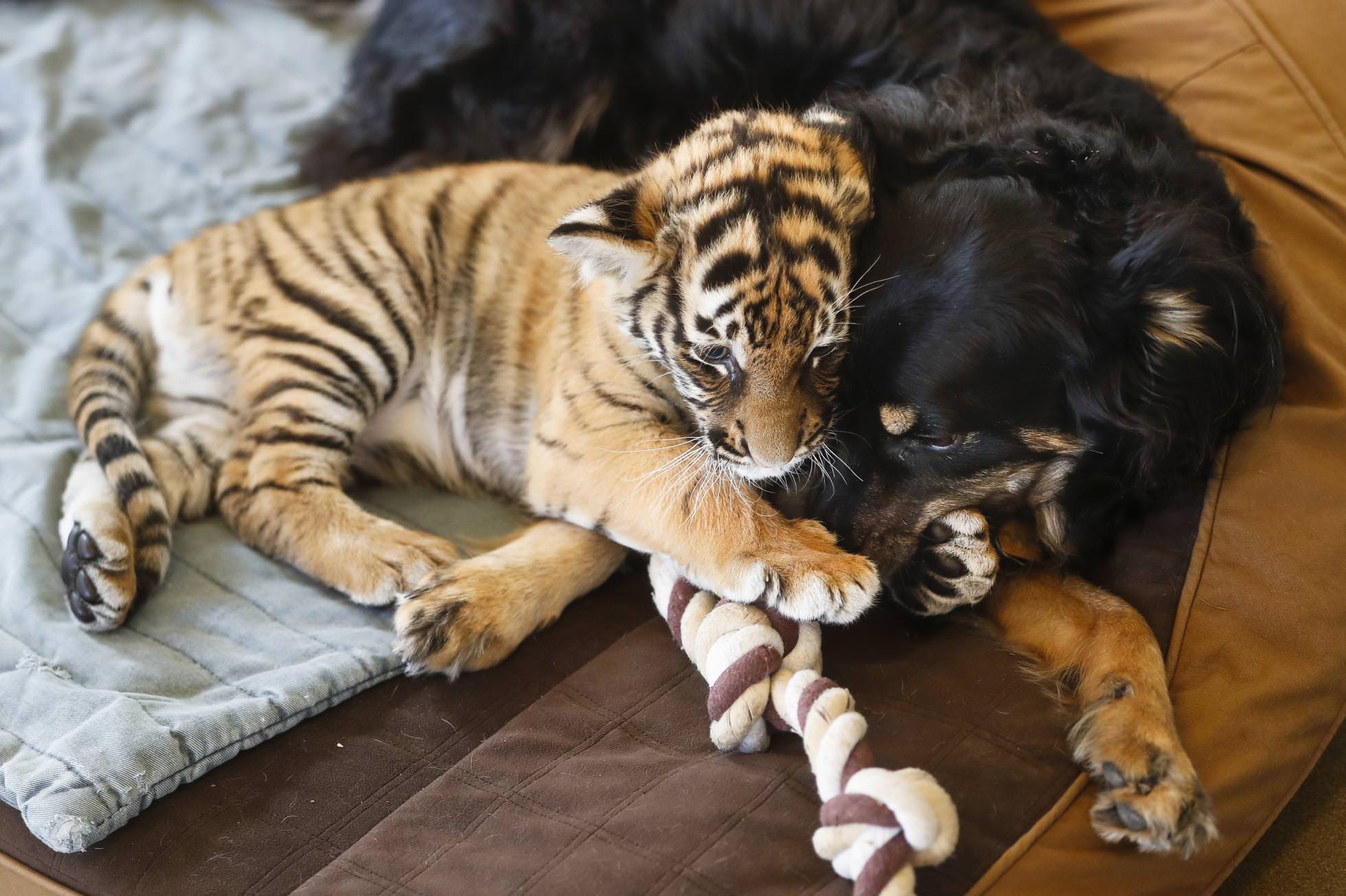 1960x1306, 262 Kb / тигрёнок, собака