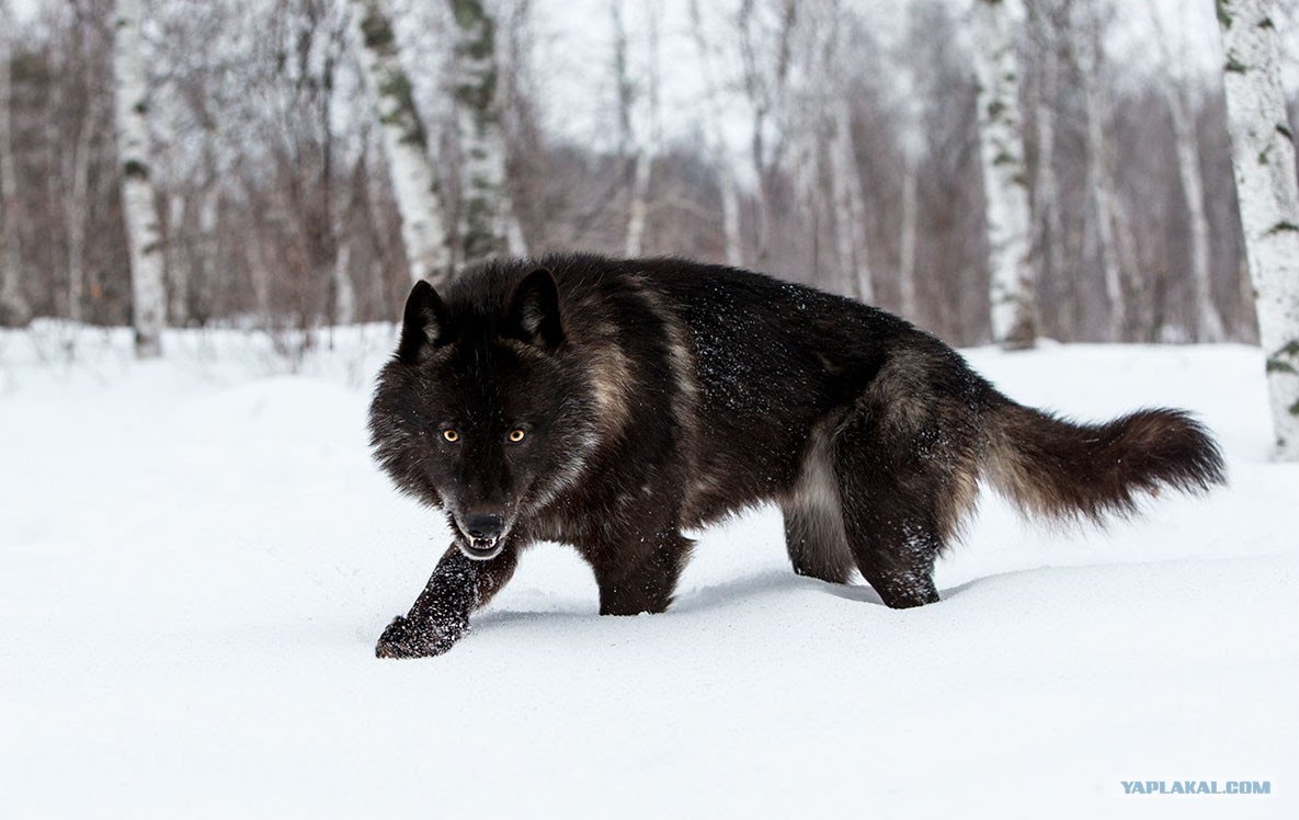 1185x748, 114 Kb / волк, черный, лес, зима, снег, березы