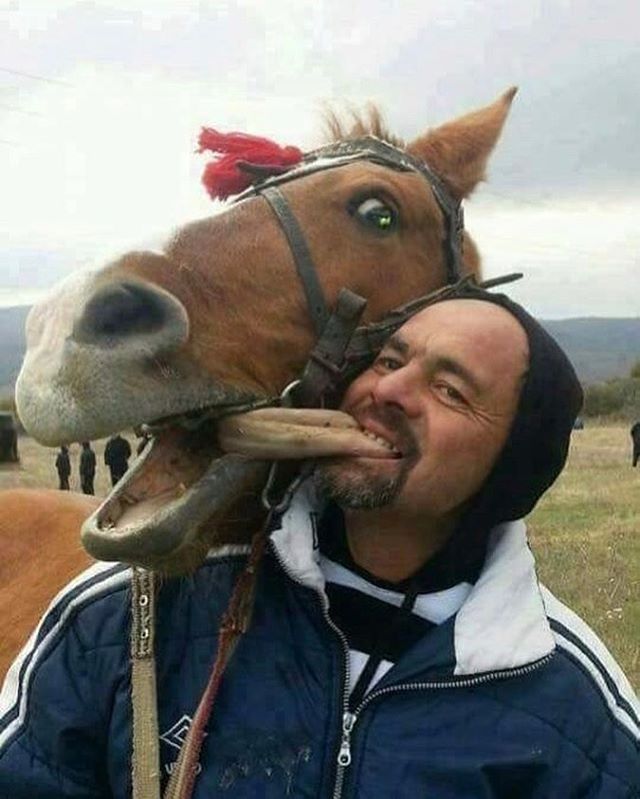 640x799, 65 Kb / лошадь, язык