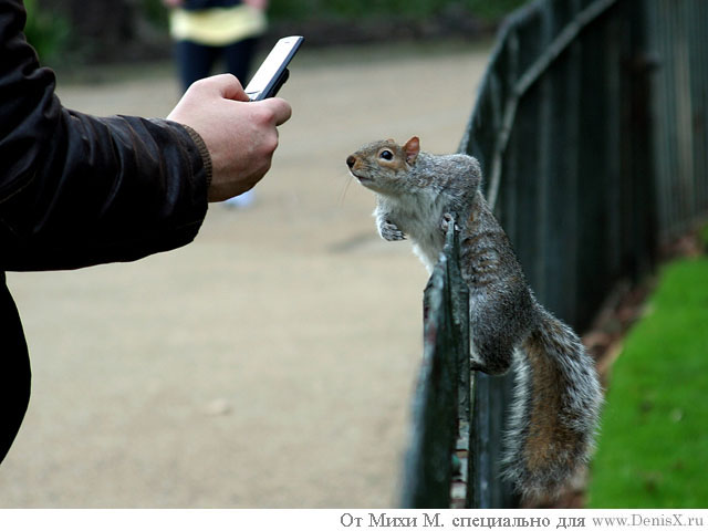 640x480, 68 Kb / белка