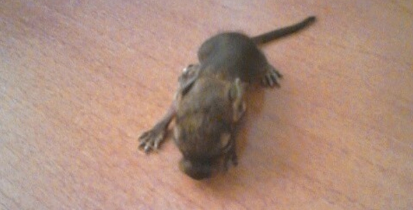 595x303, 110 Kb / детёныш, белка, дегу