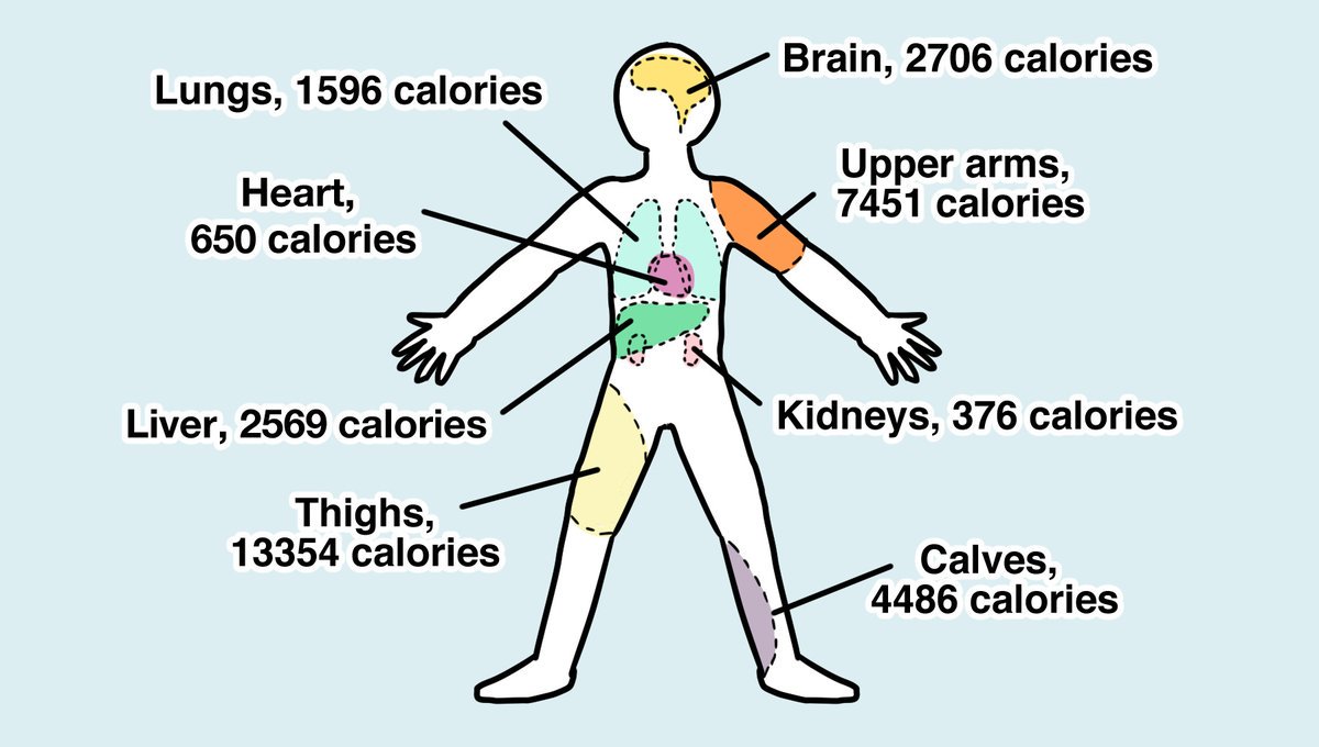 1200x680, 86 Kb / человек, калорийность