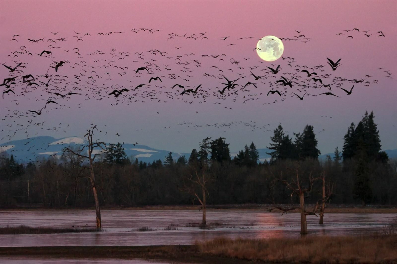 1280x853, 238 Kb / птицы, луна, разлив, закат