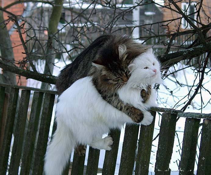 692x574, 95 Kb / коты, забор, обнимашки