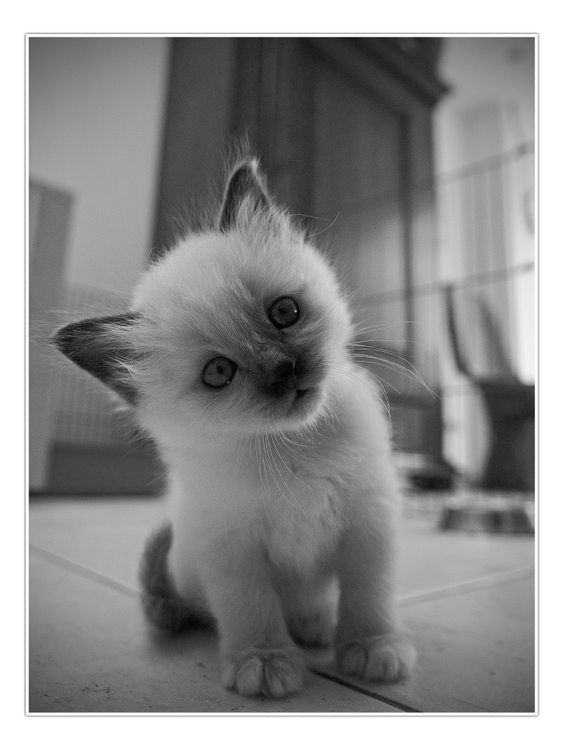 564x750, 176 Kb / котёнок