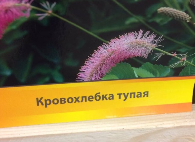 650x474, 44 Kb / тупая, кровохлёбка, цветок