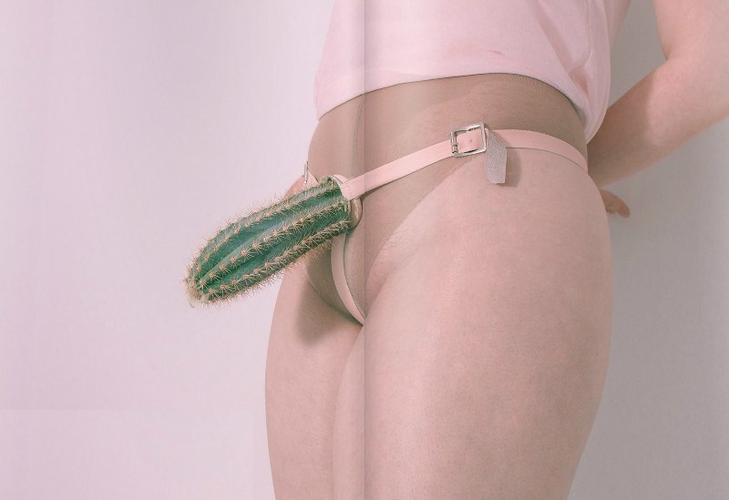 800x549, 42 Kb / кактус