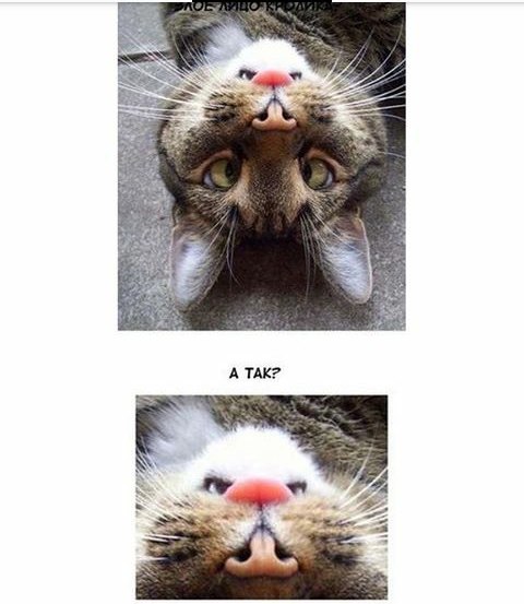 480x553, 46 Kb / аватарка, кот