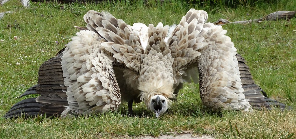 1024x481, 194 Kb / гарпия, М, трава, перья, крылья, овца