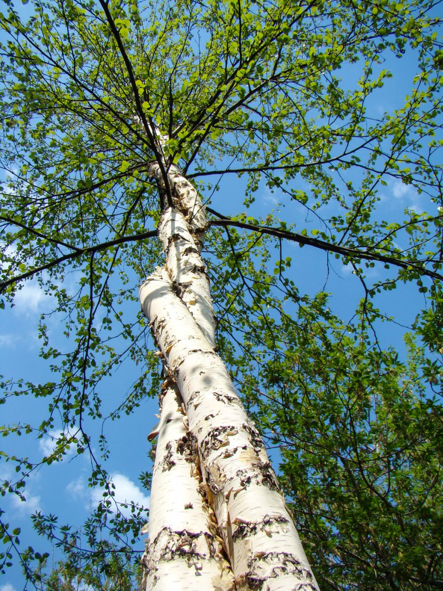 900x1200, 420 Kb / березы, стволы, переплелись