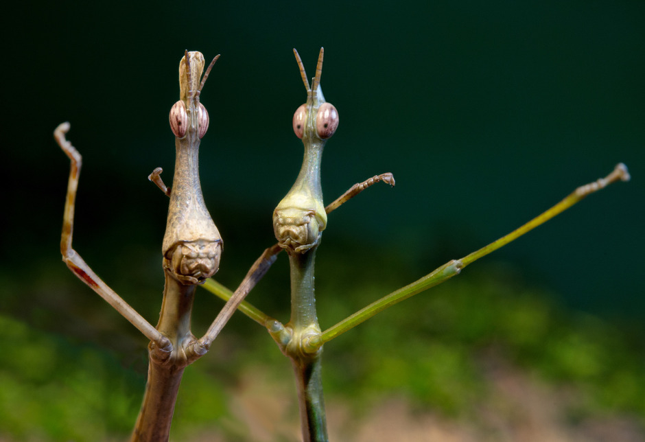 940x644, 282 Kb / насекомые, палочники, друзья