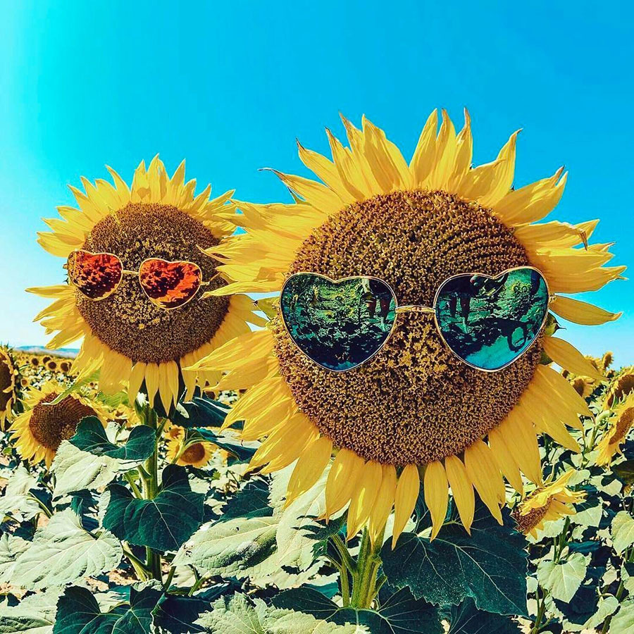 900x900, 296 Kb / подсолнухи, очки, отражение