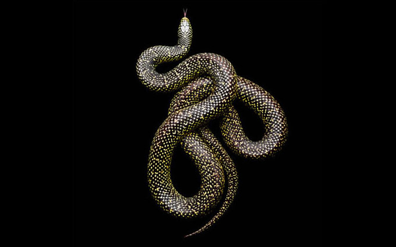 800x500, 110 Kb / змея