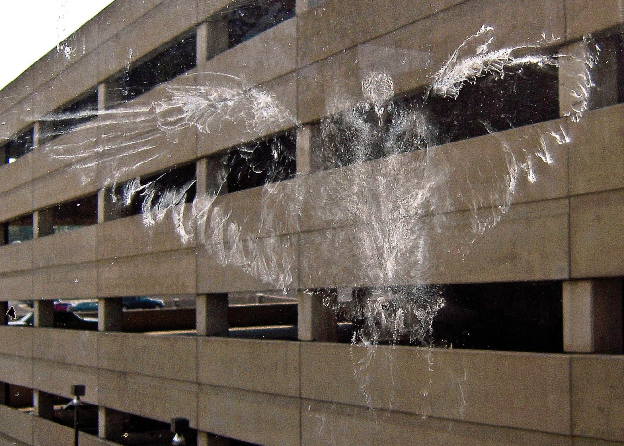 1280x914, 504 Kb / парковка, стекло, птица, рисунок