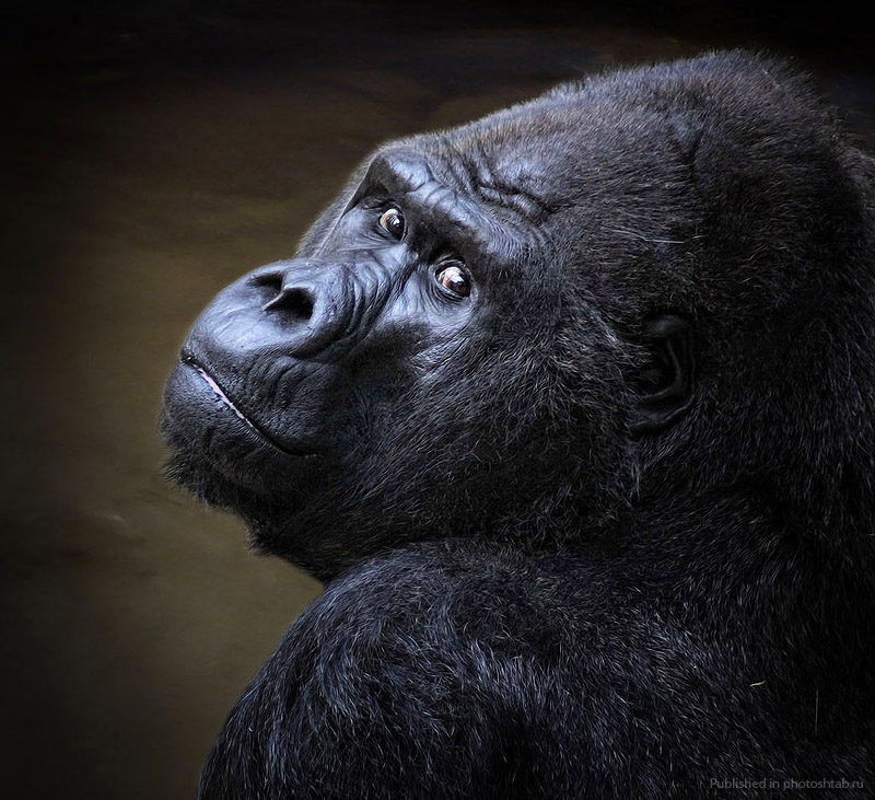 800x731, 179 Kb / горилла, взгляд