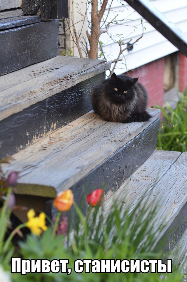 636x960, 339 Kb / кот, крыльцо, тюльпаны