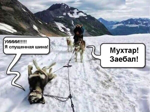 600x448, 60 Kb / собаки, хаски, шина, мухтар