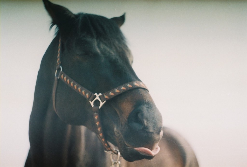 1024x692, 80 Kb / лошадь, язык