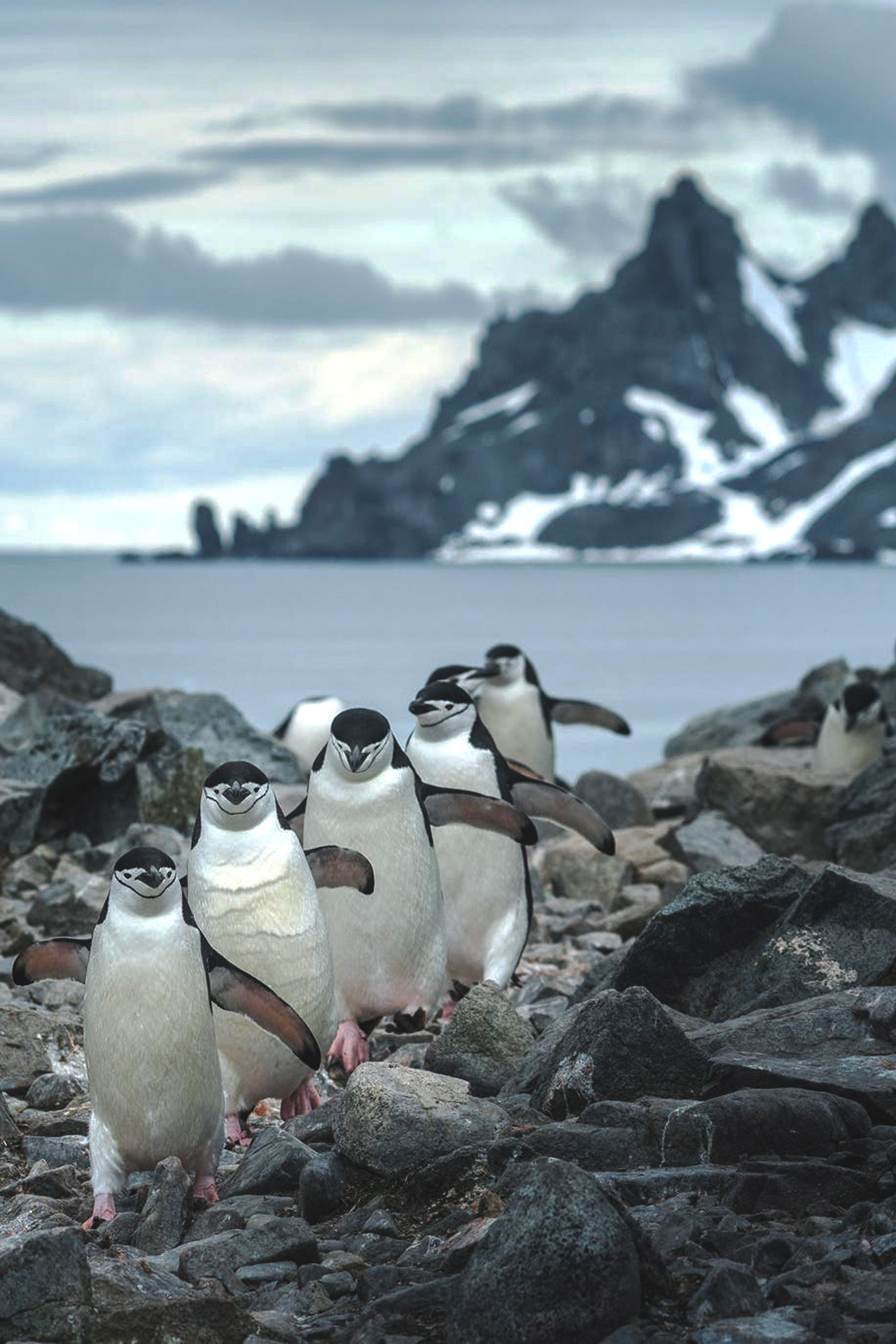 1280x1920, 462 Kb / пингвины