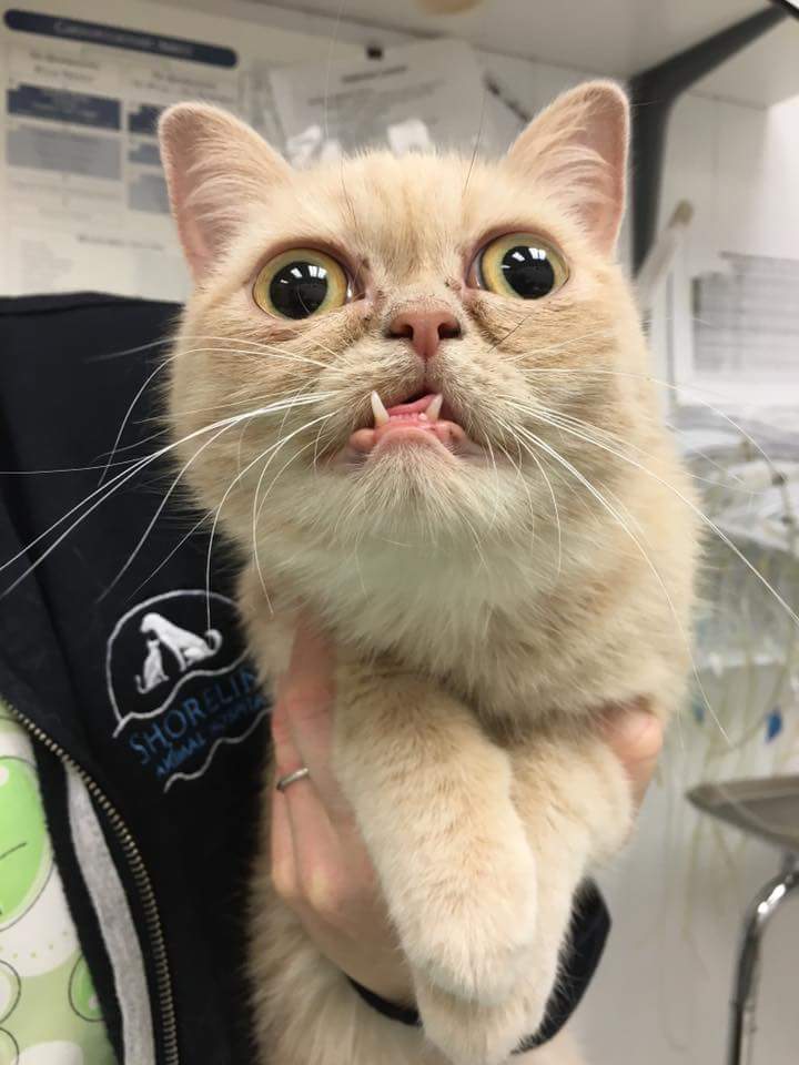 720x960, 59 Kb / кот, рука