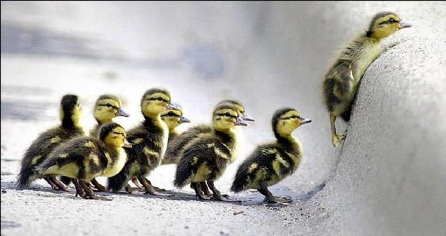 640x339, 40 Kb / утята