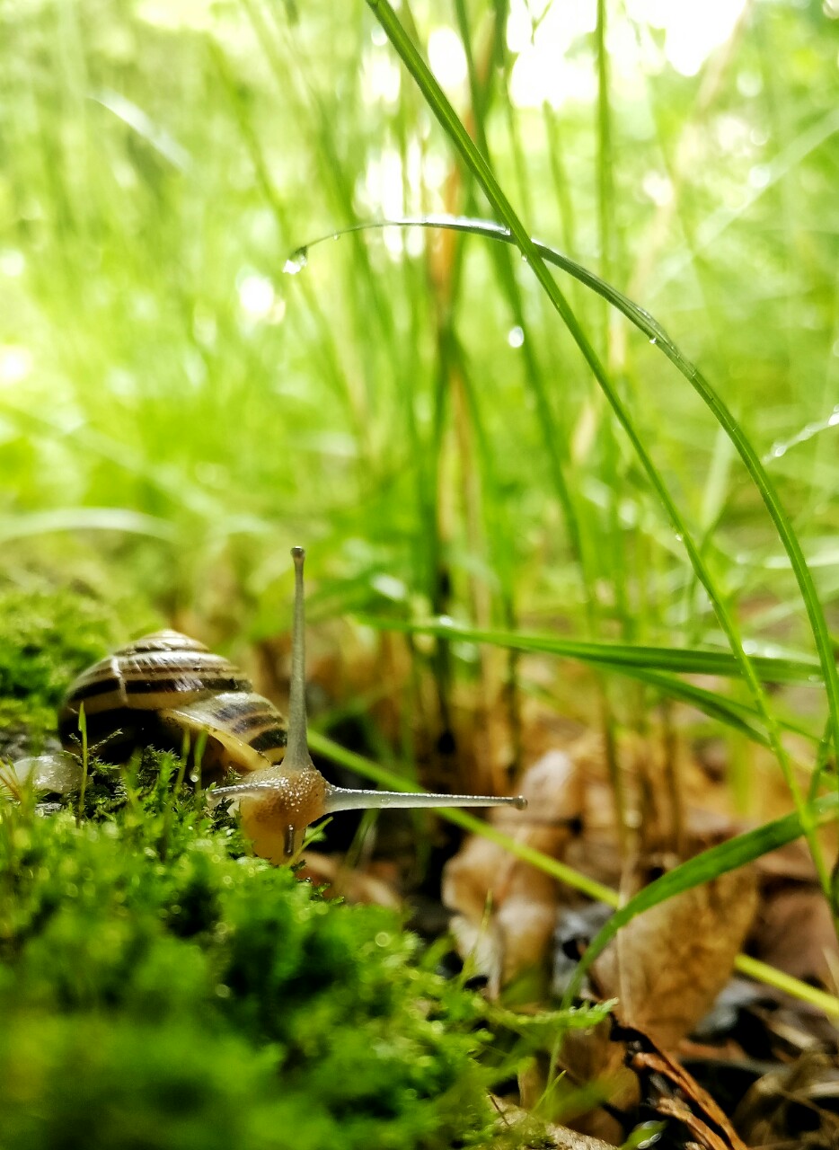 934x1280, 227 Kb / Улитка, весна, трава