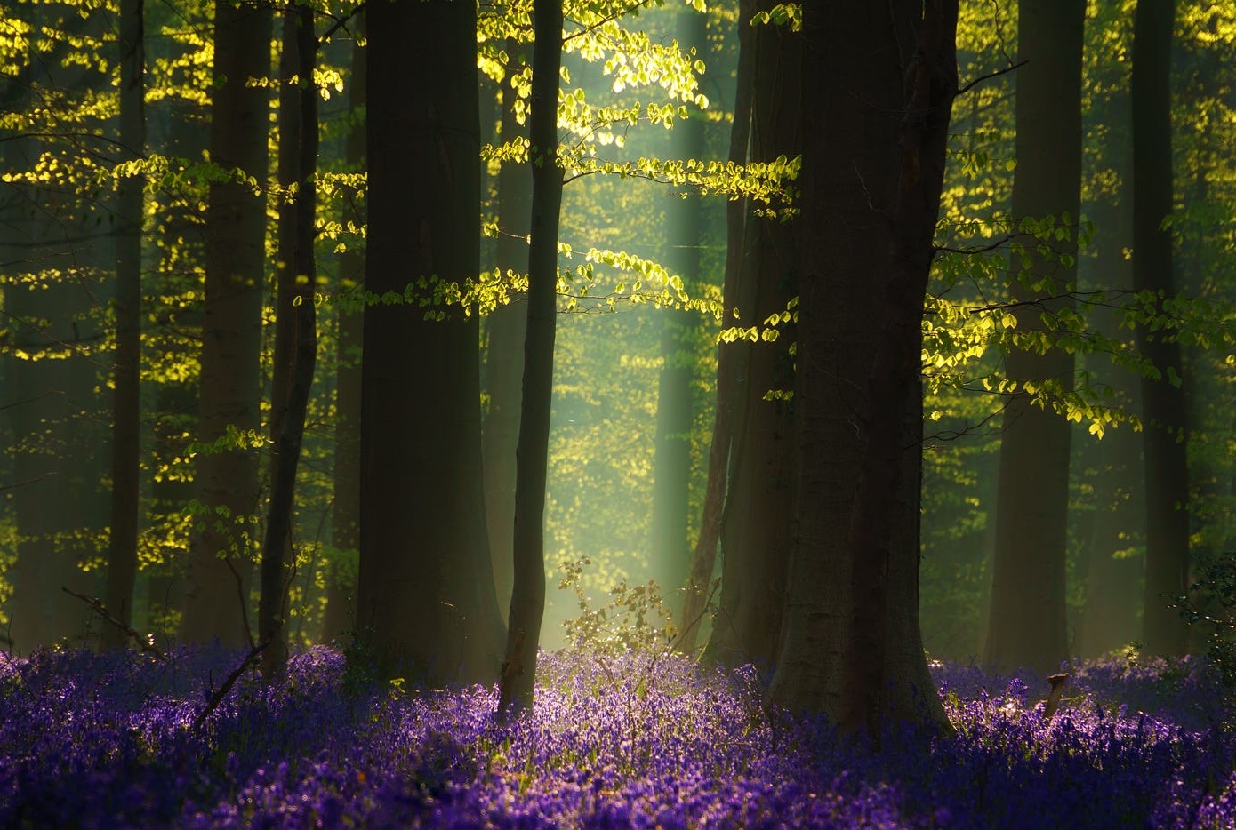 1390x934, 408 Kb / лес, цветы, деревья, свет