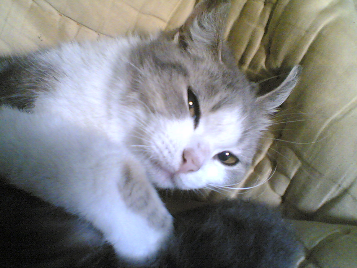 1152x864, 221 Kb / кот