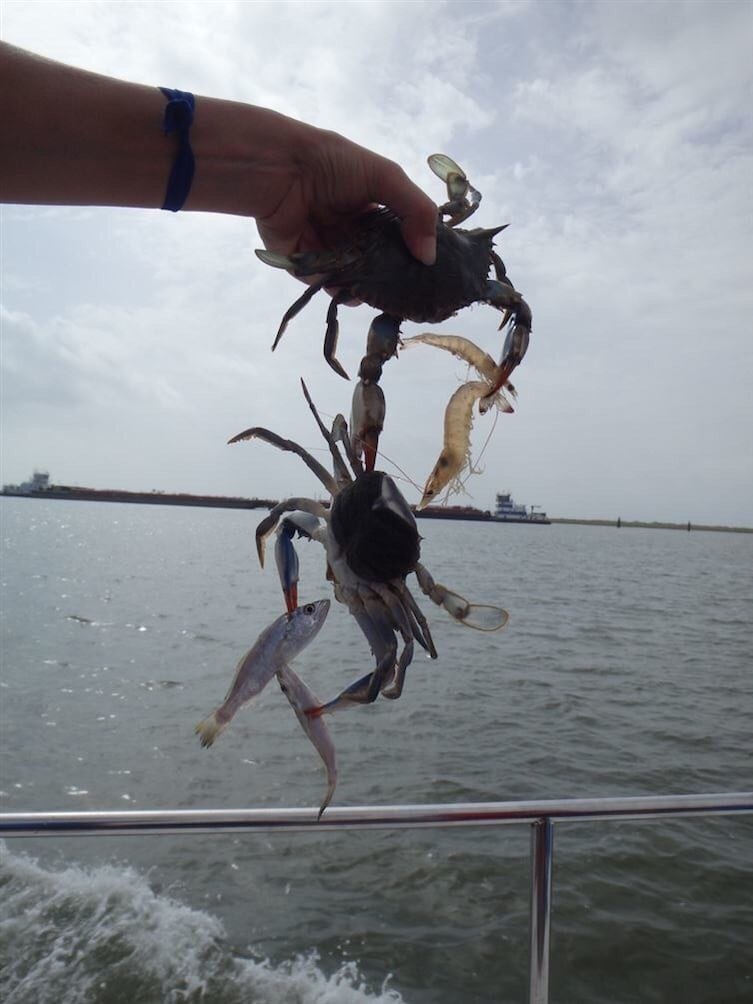 753x1004, 78 Kb / краб, рыба