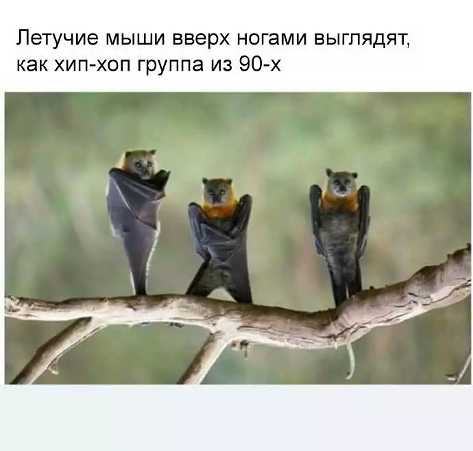 690x658, 84 Kb / летучие мыши, хип-хоп, вверх ногами