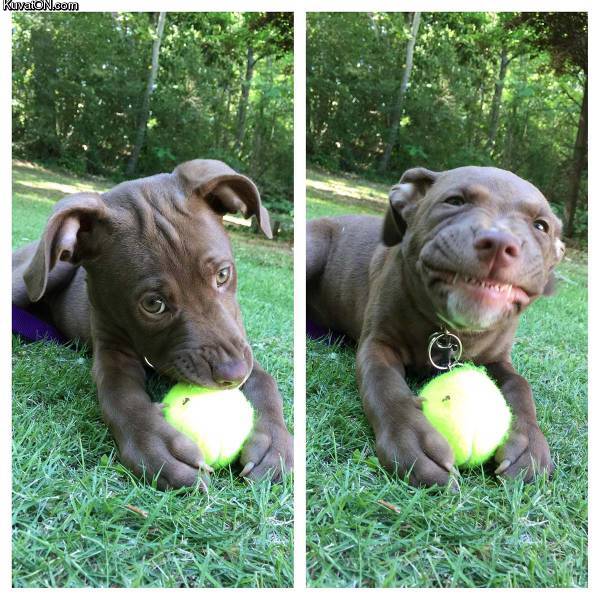 600x600, 80 Kb / щенок, мячик, теннис