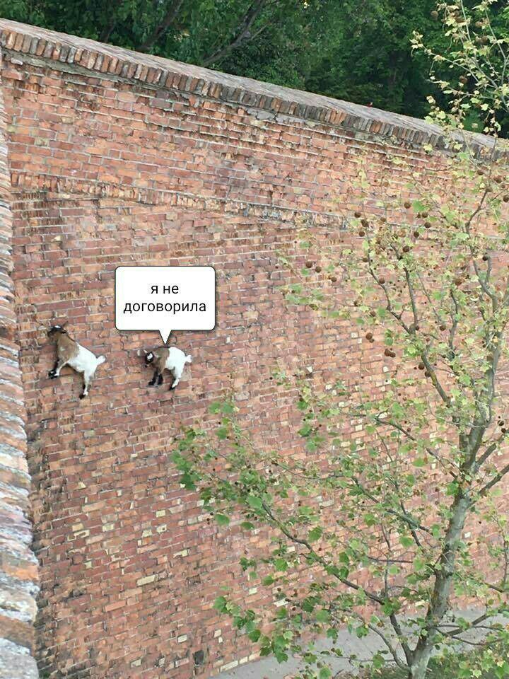 720x960, 186 Kb / козлы, стена, не договорила