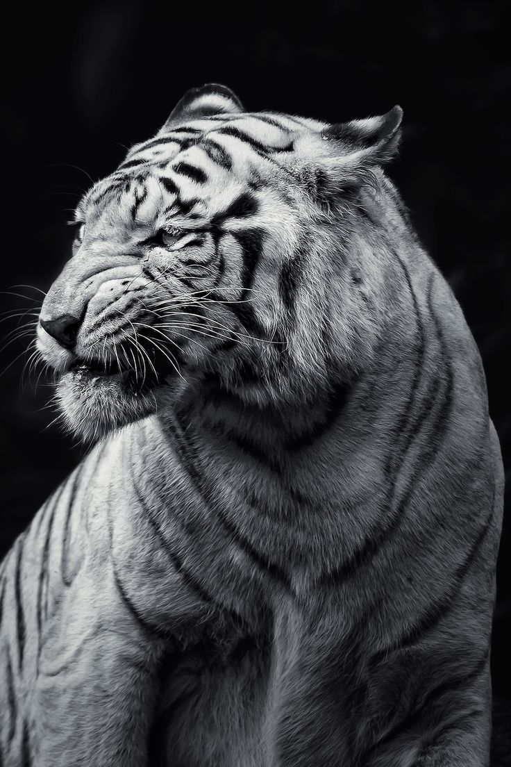 736x1104, 157 Kb / тигр, скептицизм, пренебрежение, ч/б