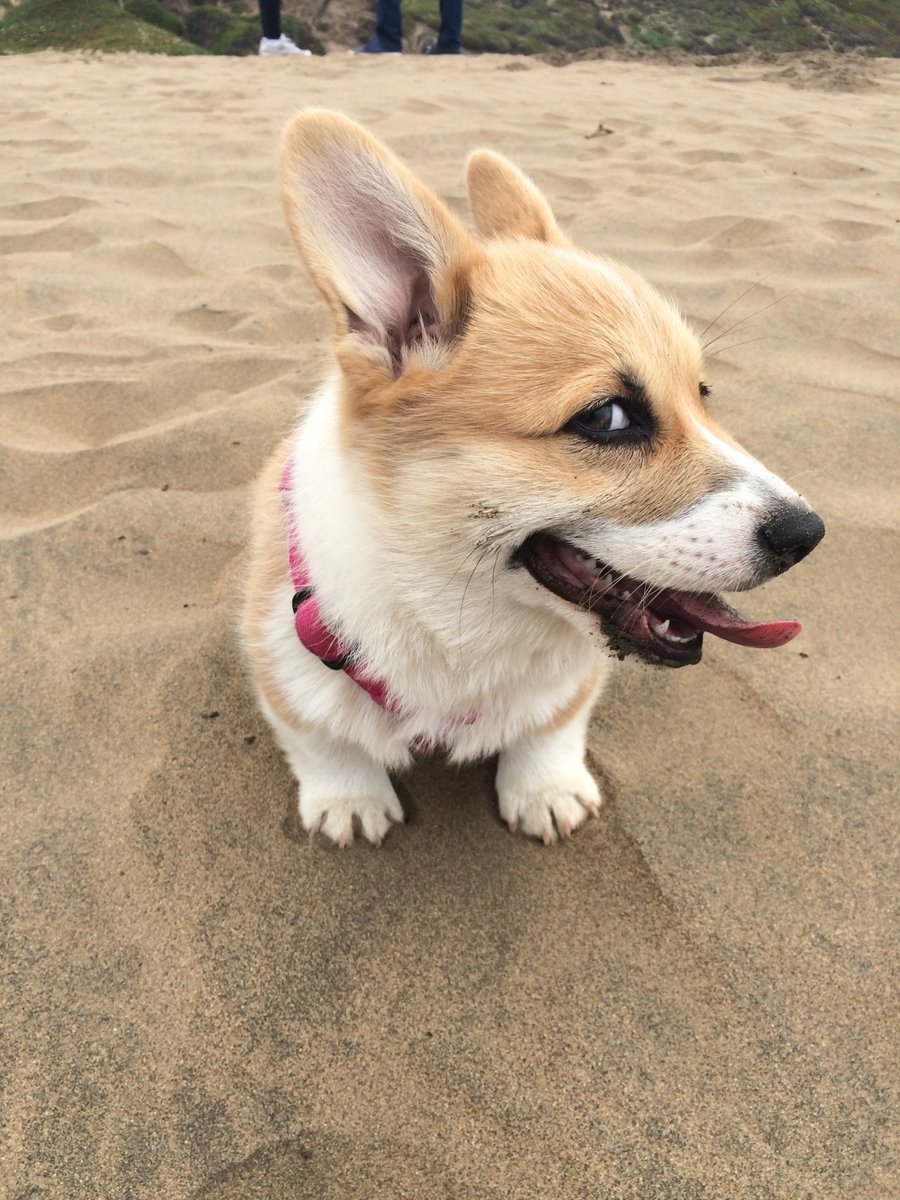 900x1200, 220 Kb / корги, собака, взгляд, шалун