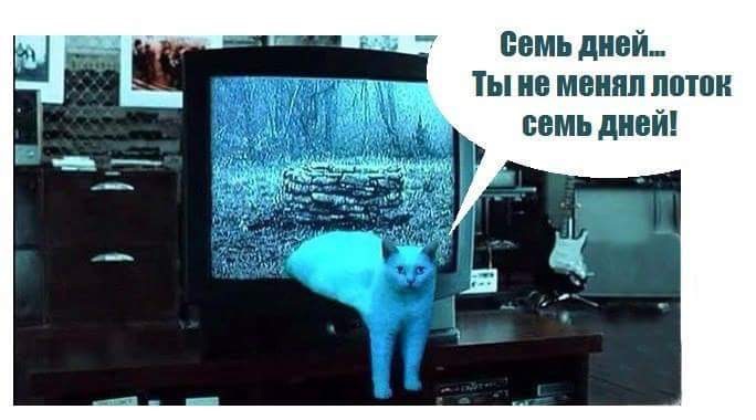 684x380, 52 Kb / Кот, телевизор, лоток, звонок, фильм