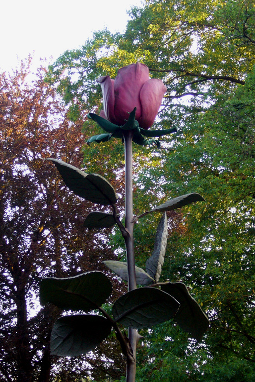 514x768, 278 Kb / роза