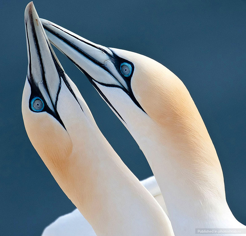 800x769, 163 Kb / северные, Ганнеты, птицы, две