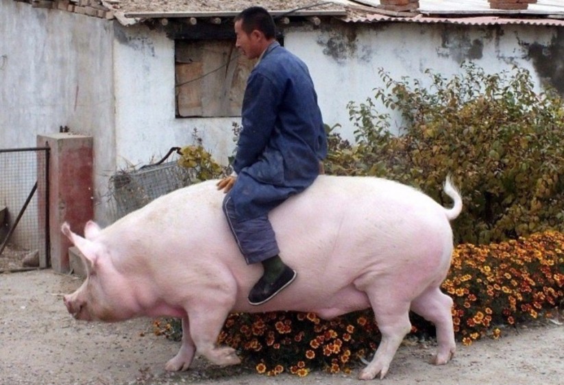 823x562, 130 Kb / хряк, свинья, мужик, верхом