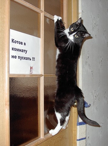 356x480, 49 Kb / кот, дверь