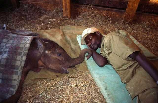 640x415, 33 Kb / слон, африканец, сон, слоненок, негрилка