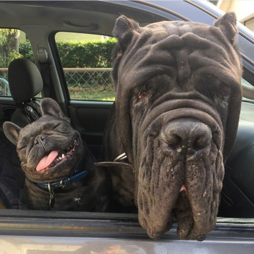 1024x1024, 147 Kb / собаки, авто, улыбка