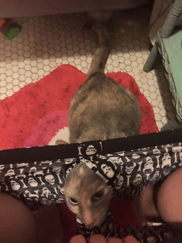 720x960, 150 Kb / кот, трусы, туалет