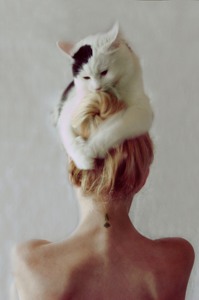 681x1024, 228 Kb / блондинка, кот, на голове, туз